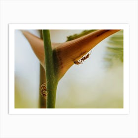 Ant On A Plant Art Print