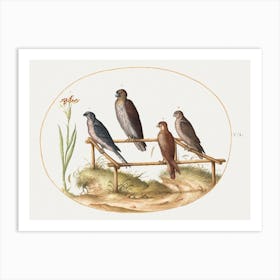 Four Birds Of Prey On A Wooden Frame (1575–1580), Joris Hoefnagel Art Print