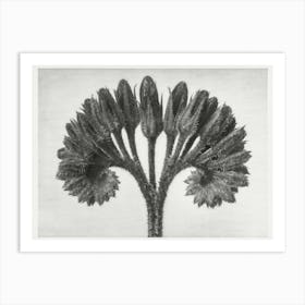 Common Comfrey (1929), Karl Blossfeldt Art Print