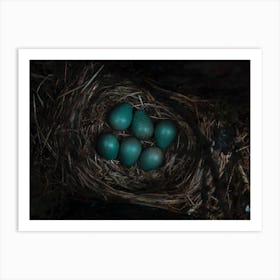 Bird'S Nest Art Print