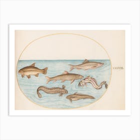 Aquatic And Shellfish Animals, Joris Hoefnagel (2) Art Print