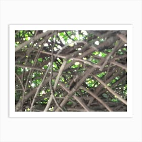 Branches Of Trees By Binod Dawadi Art Print