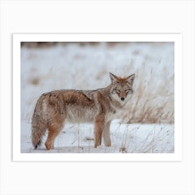 Winter Coyote Art Print