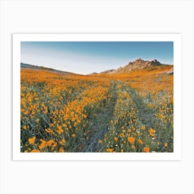 California Poppy Flower Field Art Print