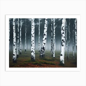 Birch Forest 75 Art Print