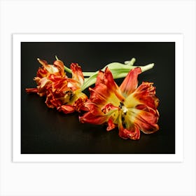 Tulips On Black Botanical Photography  Art Print