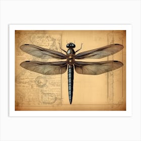 Dragonfly Anatomy 2 Art Print