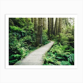 Redwood Forest Boardwalk Wanderlust Wonderland Art Print