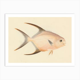 Unidentified Fish, Luigi Balugani 3 Art Print