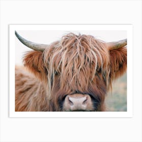 Shaggy Cow Face Art Print