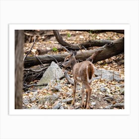 Deer Fawn Art Print