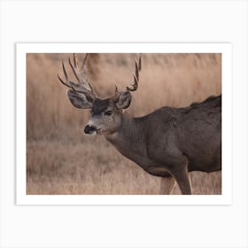 Rutting Deer Art Print