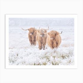 Winter Highland Cow Art Print