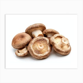 Mushrooms On A White Background 2 Art Print