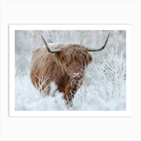 Winter Highland Cow Art Print