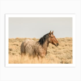 Summer Wild Horse Art Print