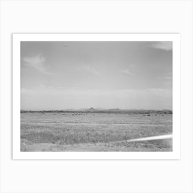 Untitled Photo, Possibly Related To Range Cattle At The Casa Grande Valley Farms,Pinal County, Arizona By Russell Art Print