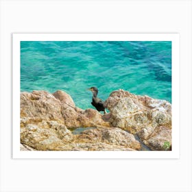 Black Cormorant On Rocks 20220908319pub Art Print