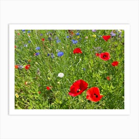 Wildflowers In A Field Art Print