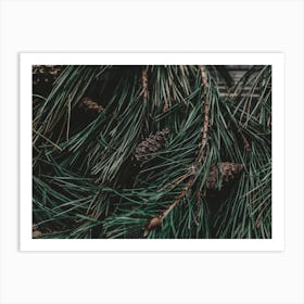 Pine Branches Art Print