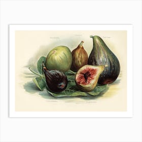 Vintage Illustration Of Figs, John Wright Art Print