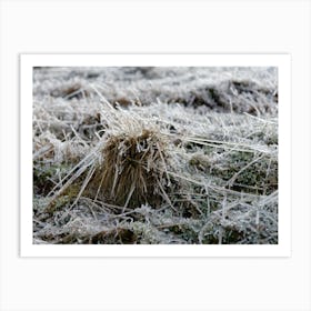 Frozen blades of grass Art Print