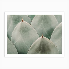 Agave Tequila Plant Art Print