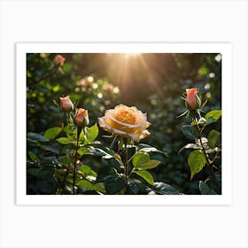 Roses In The Sun 1 Art Print