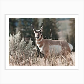 Utah Pronghorn Scenery Art Print