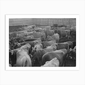 Jersey Cows At Dairy, Tom Green County, Near San Angelo, Texas By Russell Lee Art Print