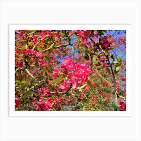 Blossoming Cherry Tree Art Print