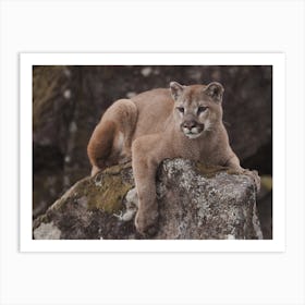 Mountain Lion Perched On Rock Art Print