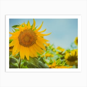 Sunflower In Sunflower Field 4 Art Print