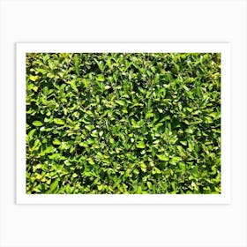 Green Hedge Art Print