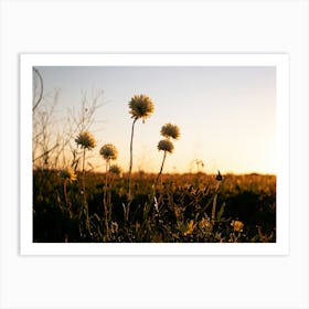 Sunset In The Meadow Art Print