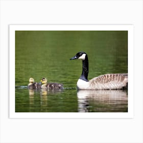 Canadian Geese Art Print