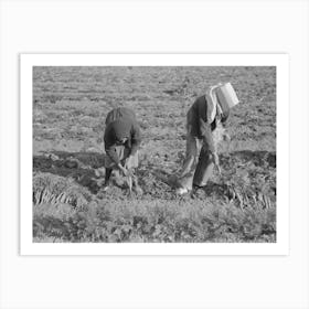 Pulling And Tying Carrots In Field Near Santa Maria, Texas By Russell Lee Art Print