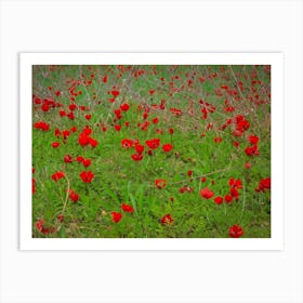 Field Of Red Anemones 1 Art Print