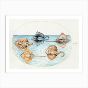 Homelyn Ray And Four Other Rays Or Skates (1575–1580), Joris Hoefnagel Art Print