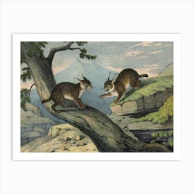 Vintage Kolb 6 Tafel 1 Luchs Art Print