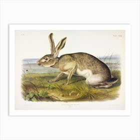Texian Hare, John James Audubon Art Print