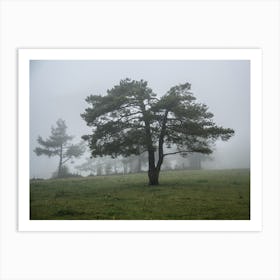 Pine Tree In The Fog 1 Art Print