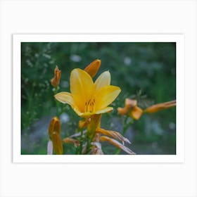 Yellow Lily 1 Art Print