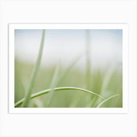 Grass Art Print