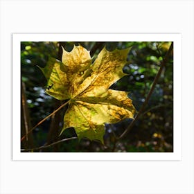 Golden-yellow maple leaf, autumn forest Art Print