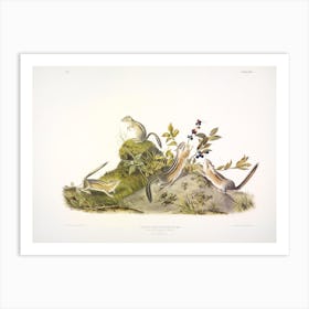 Four Striped Ground Squirrel, John James Audubon Art Print