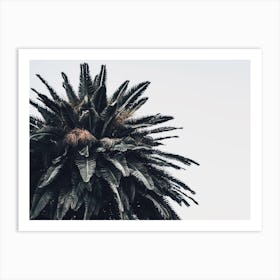 Palm Tree Leaves Art Print