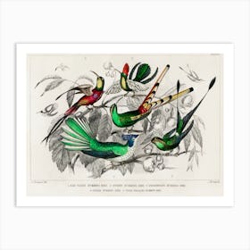 Collection Of Various Humming Birds, Oliver Goldsmith Art Print