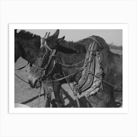 Harnessed Mules Of Pomp Hall, Tenant Farmer, Creek County, Oklahoma, See General Caption Number 23 By Russell Art Print
