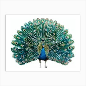 Peacock 12 Art Print